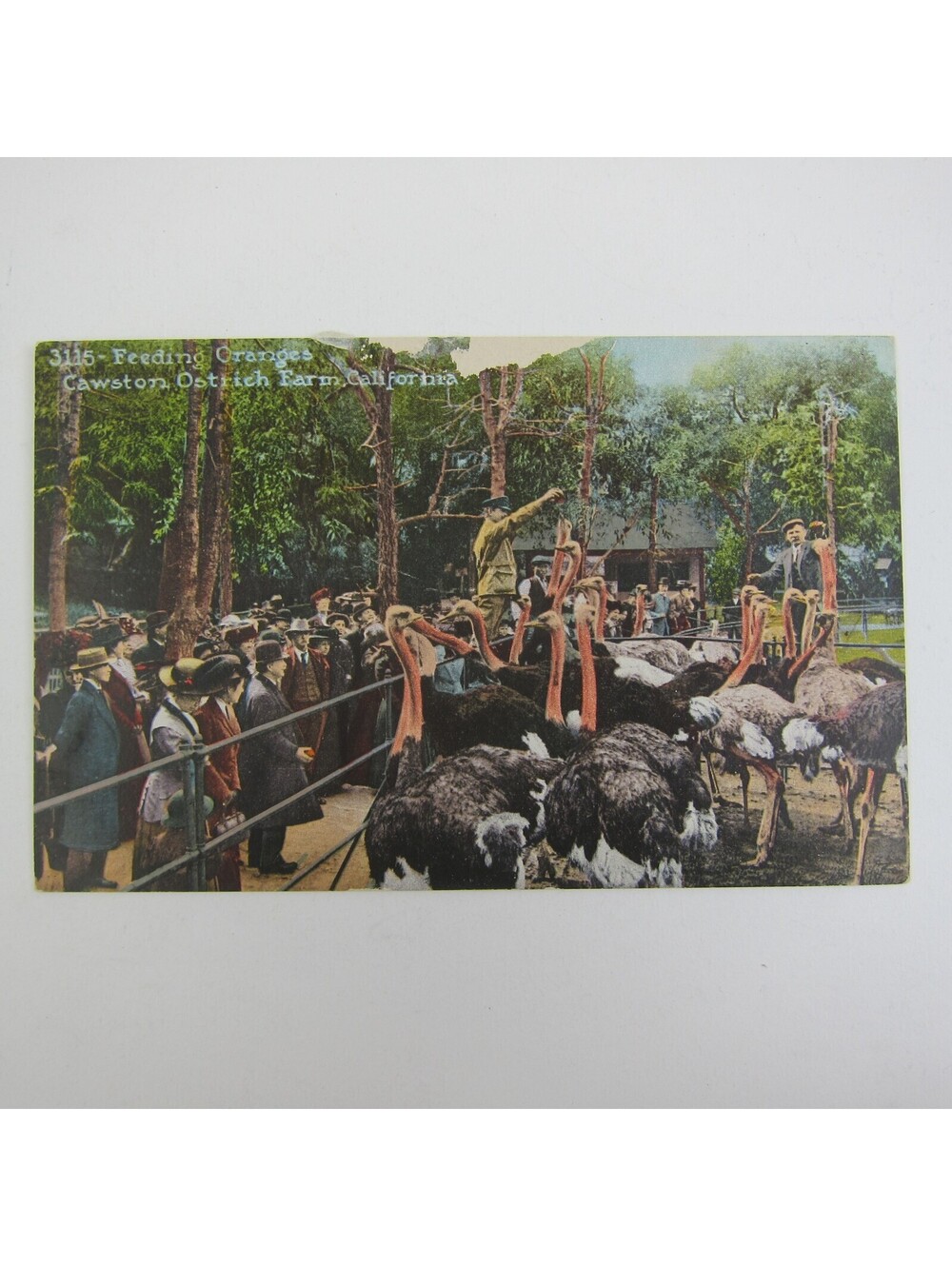 Postcard California Cawston Ostrich Farm Feeding Oranges Antique Unposted